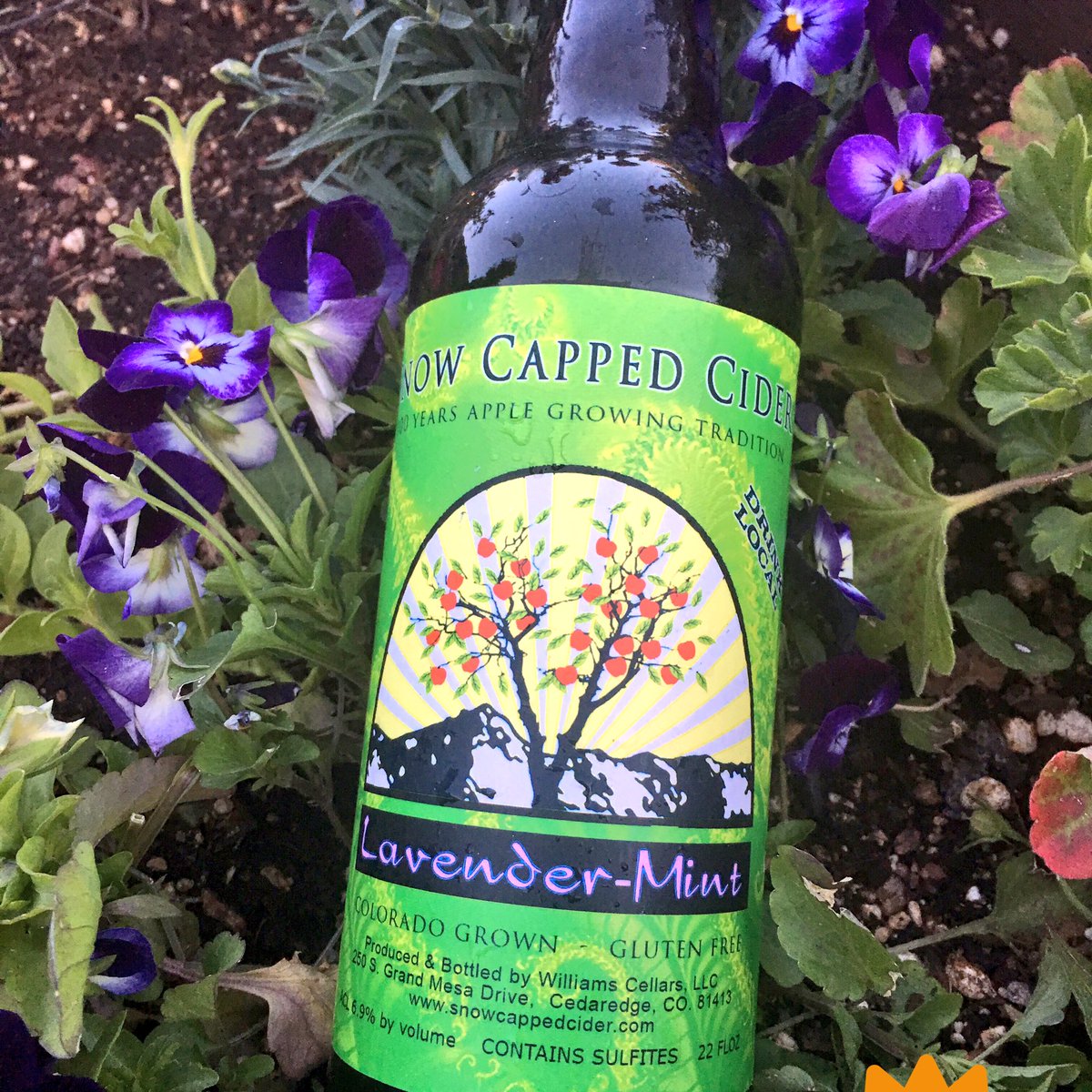 snowcappedcider's tweet photo. Beat the heat with lavender Mint #Snowcappedcider #Branchtobottle #103yrsofapplegrowing #coloradogrown https://t.co/54y0L7hAKc