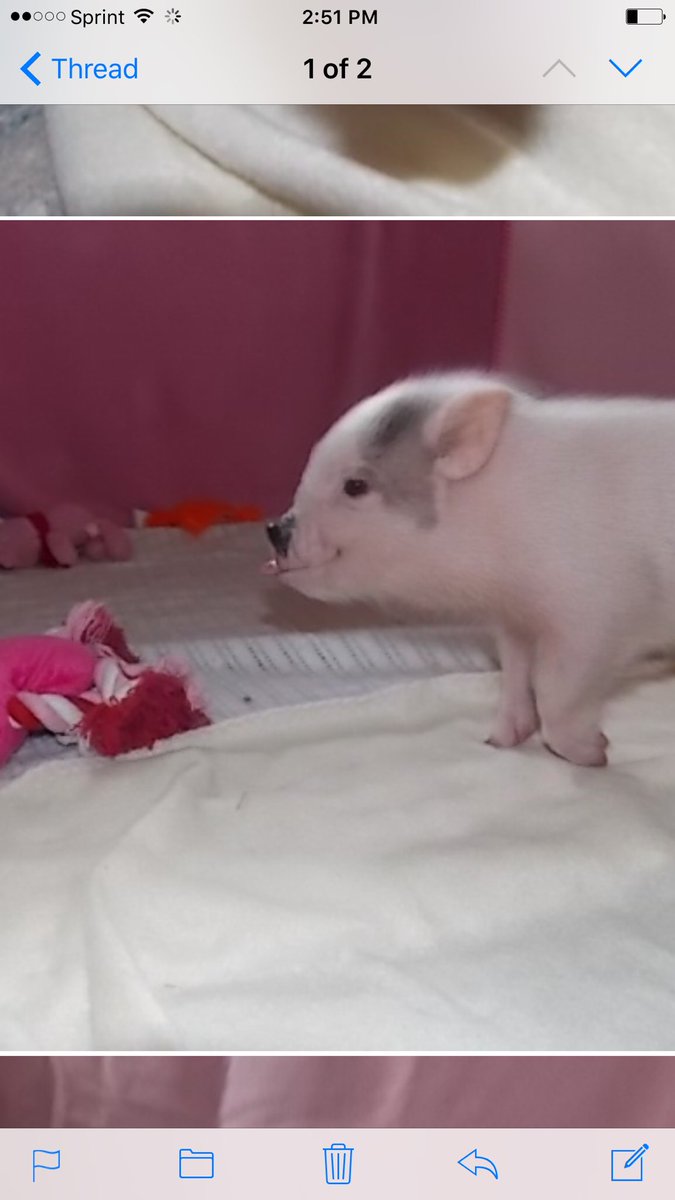MelissaDiaz22's tweet photo. Today I received the last update of Echo 🐽 next week she'll finally be ready to come home. #microminipig https://t.co/SUnlLfwl90