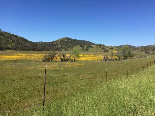 LoFiFotoApp's tweet photo. "Carrizo plains wildflowers ", see all 38 photos on LoFi Foto:  https://t.co/YxMCGjkdN8 https://t.co/P3Fb5FrcaE
