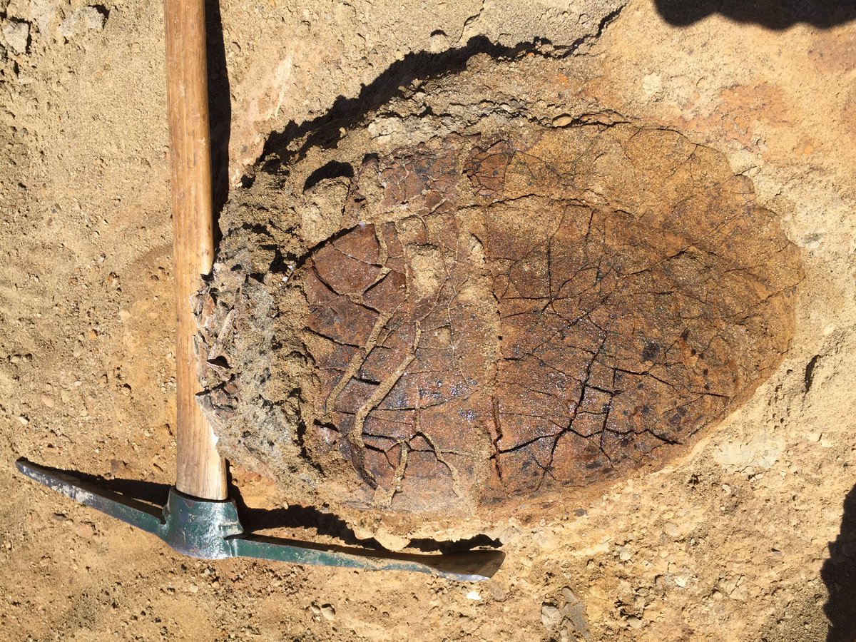 A friendly turtle found in Valley of Last Dinosaur <a href="/LiveSci_HHMI/">Live Sci</a> #dinovalley #highdino