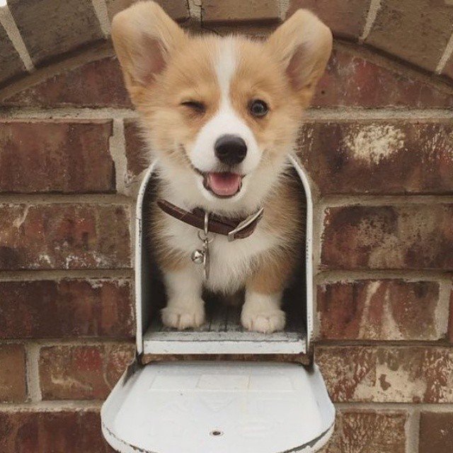 GordonMacIntyre's tweet photo. Yeah, I'm cute.

#doglover #petlovers #pets #petcare #GordonMacIntyre https://t.co/FTMgwPGMbT