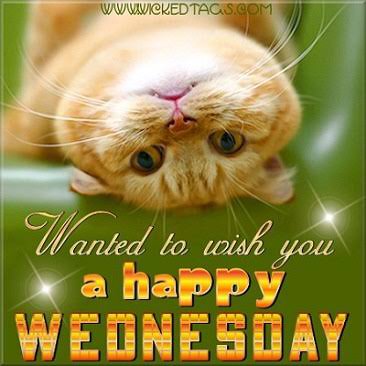 RK_Event_Pro's tweet photo. #HappyHumpDay here’s one for all the #cat fans #Fun #events https://t.co/DzQHfi8HZu
