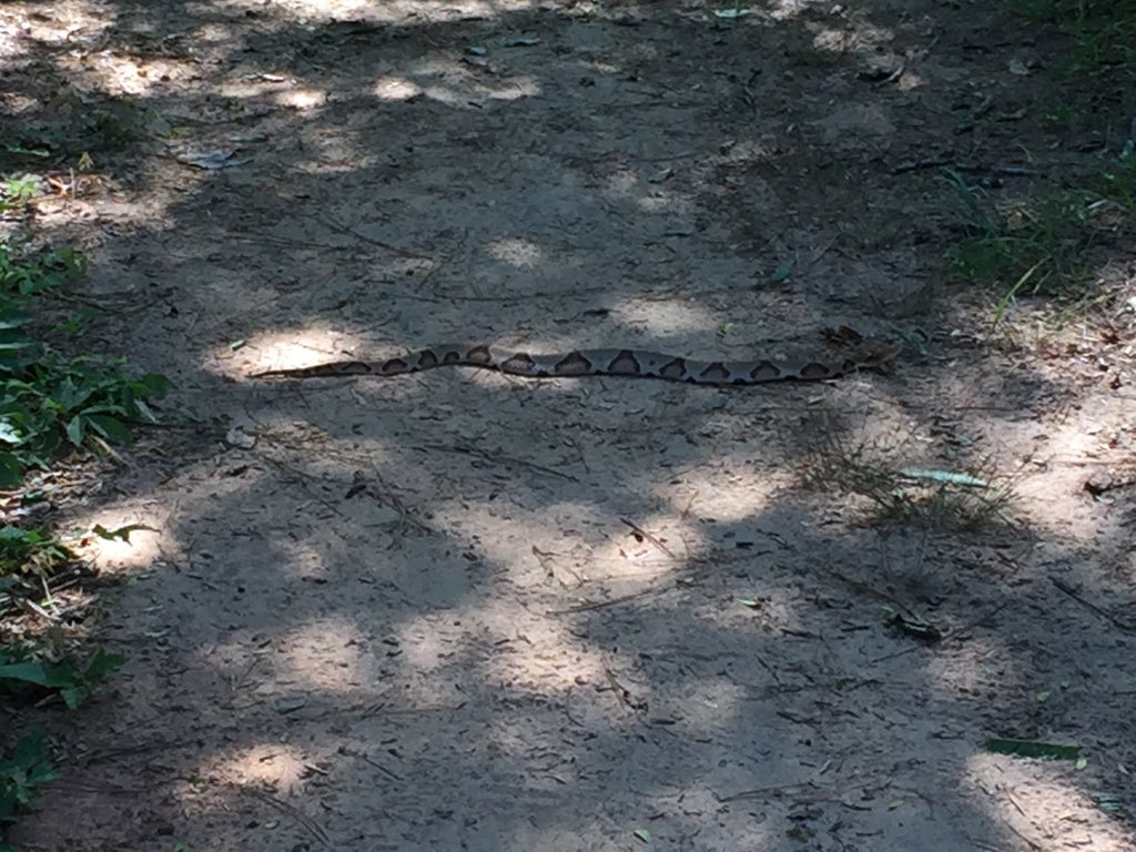 adwbeloved's tweet photo. Nothing wakes you up like a 2ft copperhead across your path! My protector @WilliamsJD #providenceCanyon https://t.co/BnmQw8jo8b
