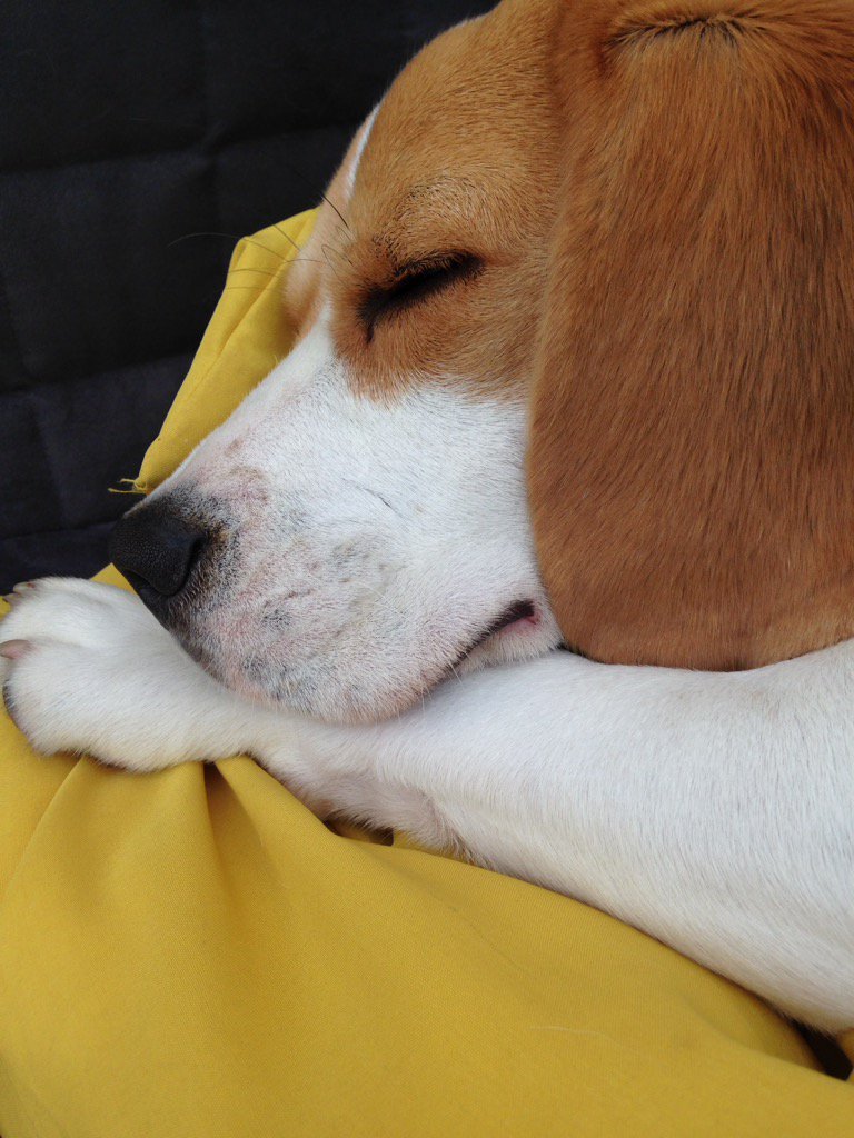tilda_beagle's tweet photo. #sleepy #beagle https://t.co/tlSkNIhMYp
