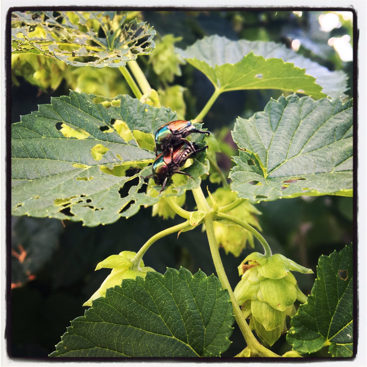 hoppage's tweet photo. Oh, no you didn't... Not in our hopyard!

#HopCone #HopYard #hoppage #JapaneseBeetle #HopProblems https://t.co/U7bWwcSR6b