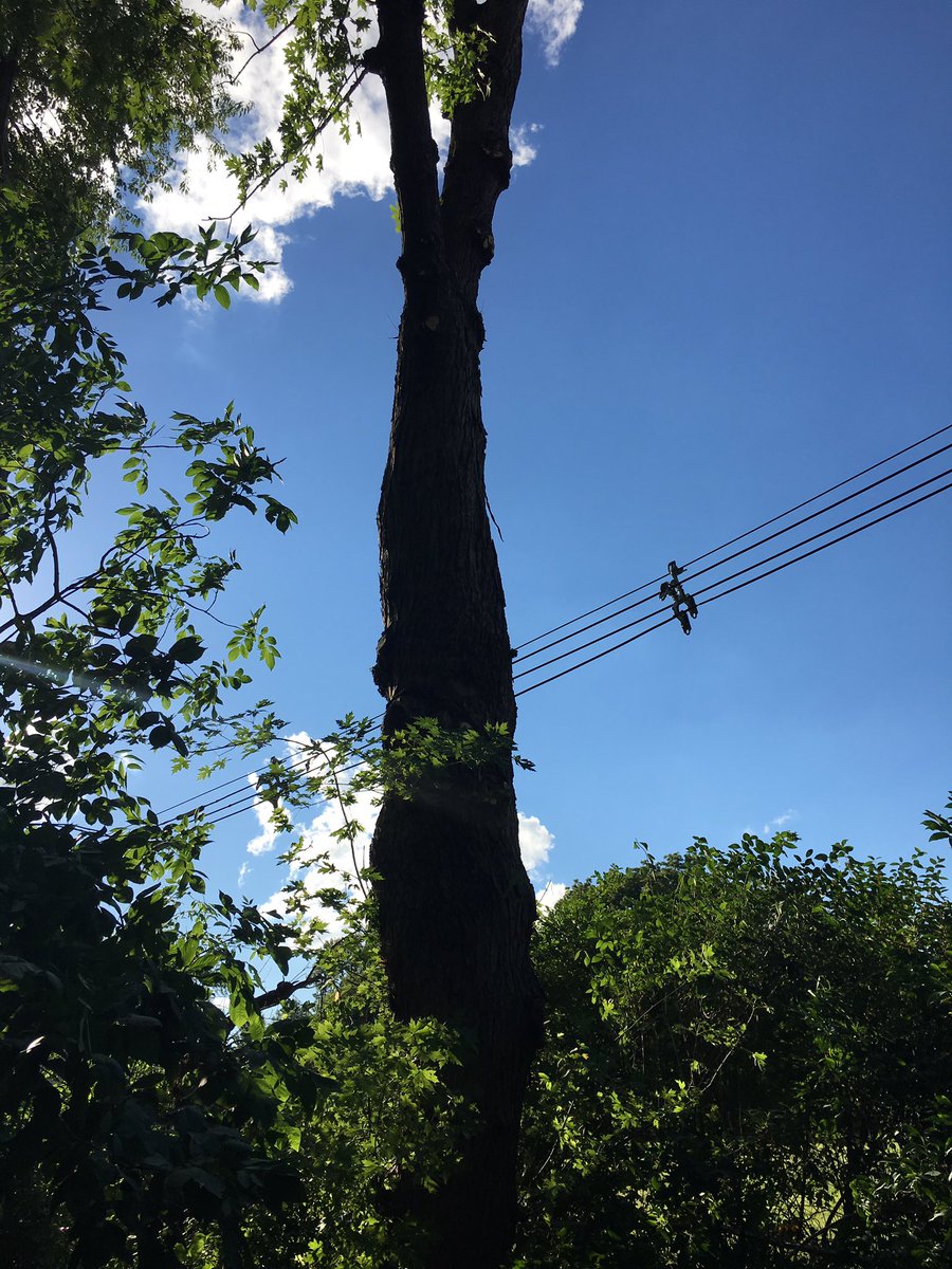 erthom80's tweet photo. The branches on the other side of the wire were a danger. Got them too. Thanks. :( #ameren #wrighttree https://t.co/zxwgKcHbQe