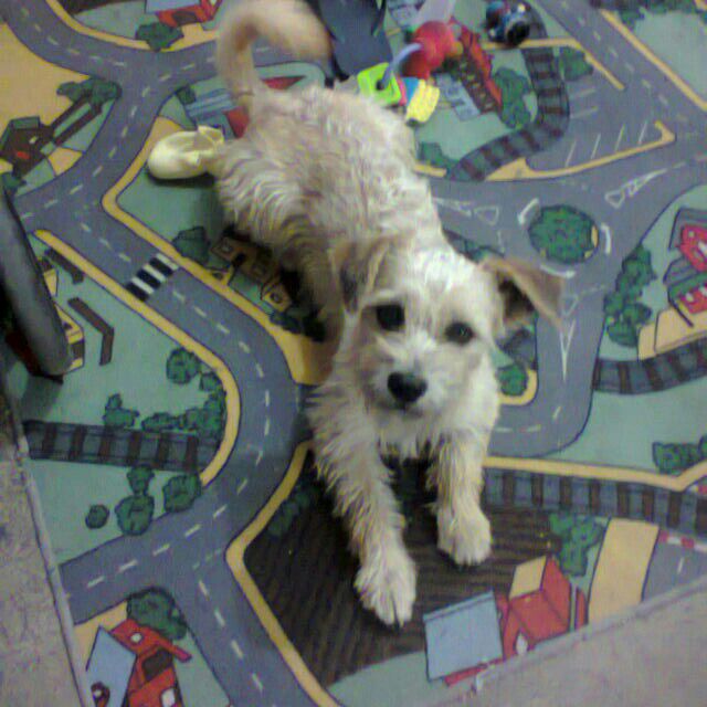 #animaLOVERS (@marianimalovers) on Twitter photo <a href="/PrrosPerdidosMX/">PerrosPerdidosMx</a> RT Mex. pls se perdió 27/06/16 su familia esta desesperada #cdmx #coyoacan @DogsosApp <a href="/MrElDiablo8/">JORGE BECERRIL JB/8</a> <a href="/PrrosPerdidosMX/">PerrosPerdidosMx</a> RT Mex. pls se perdió 27/06/16 su familia esta desesperada #cdmx #coyoacan @DogsosApp <a href="/MrElDiablo8/">JORGE BECERRIL JB/8</a>
