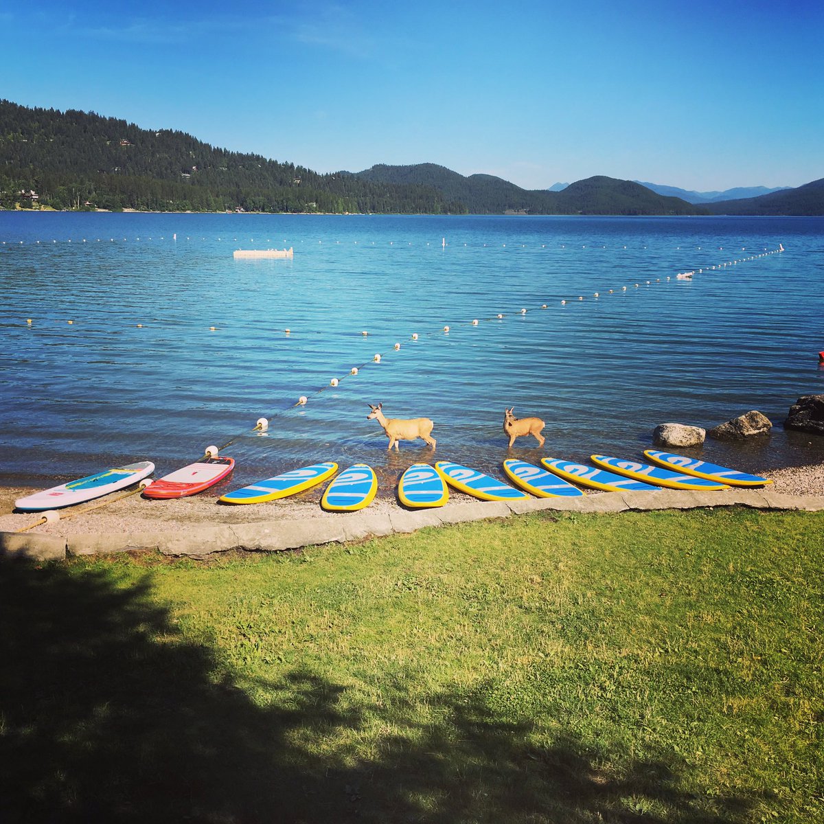 PaddlefishSport's tweet photo. FIRST CUSTOMERS of the day?! #muledeer #paddle406 #standuppaddle #paddleboarding #explorewhitefish #mymontanasummer https://t.co/1lu6UKOPJc