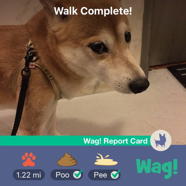 Just got my dog walked by Wag! Thanks so much @WagWalking! https://t.co/MlsSpzi5Q0 https://t.co/DYU6