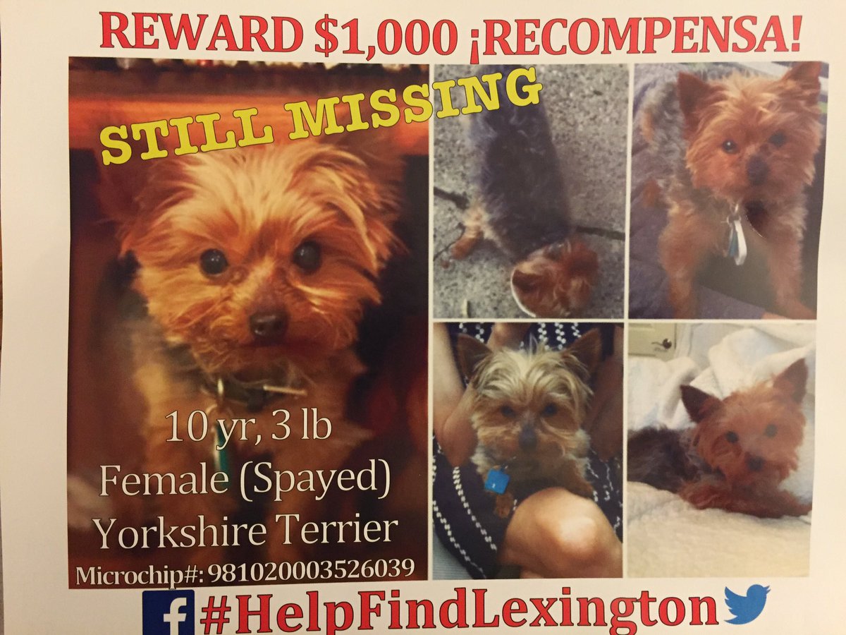 TheLegalCliche's tweet photo. Just in case someone sees this pup 😂 #helpfindlexington https://t.co/fqxG8yYr76