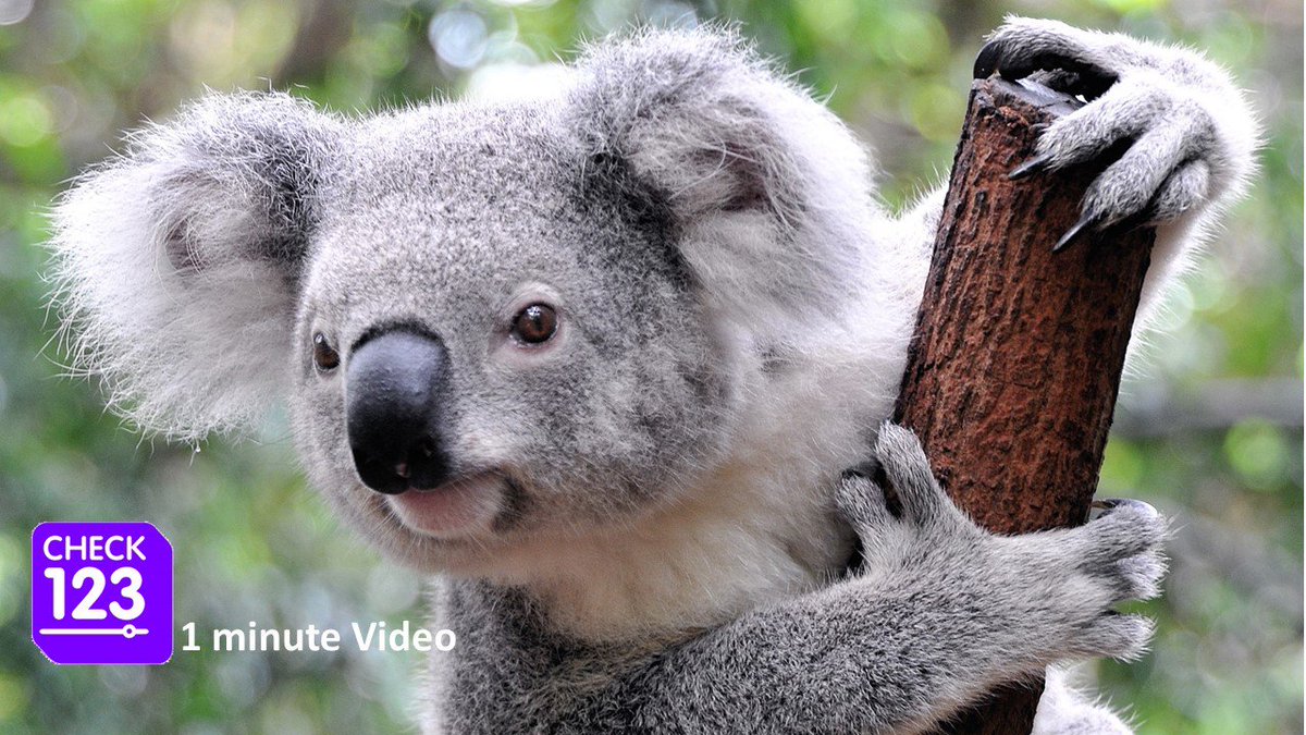 koala_on_tree