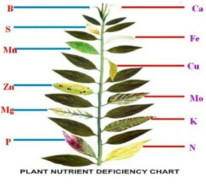 Plant Problem Chart