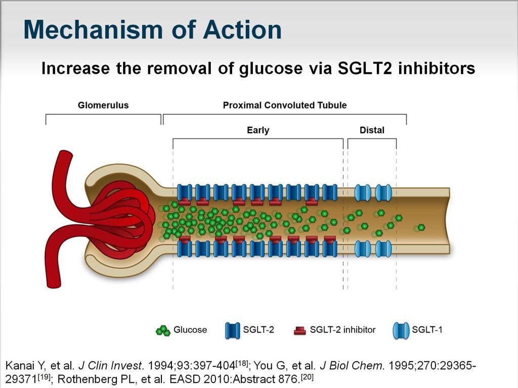 Edgar V. Lerma 🇵🇭 on Twitter "SGLT2 inhibitors MOA 