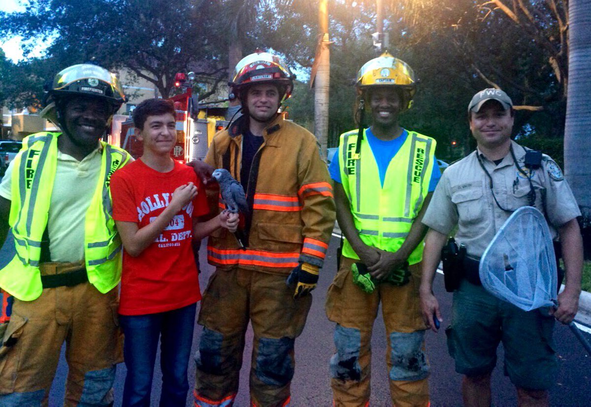 PlantationFire's tweet photo. Crew of #Engine77 & @MyFWC help catch an African Grey Parrot after it flew out of it's owner's apt. and into a tree. https://t.co/xcREP3OppJ