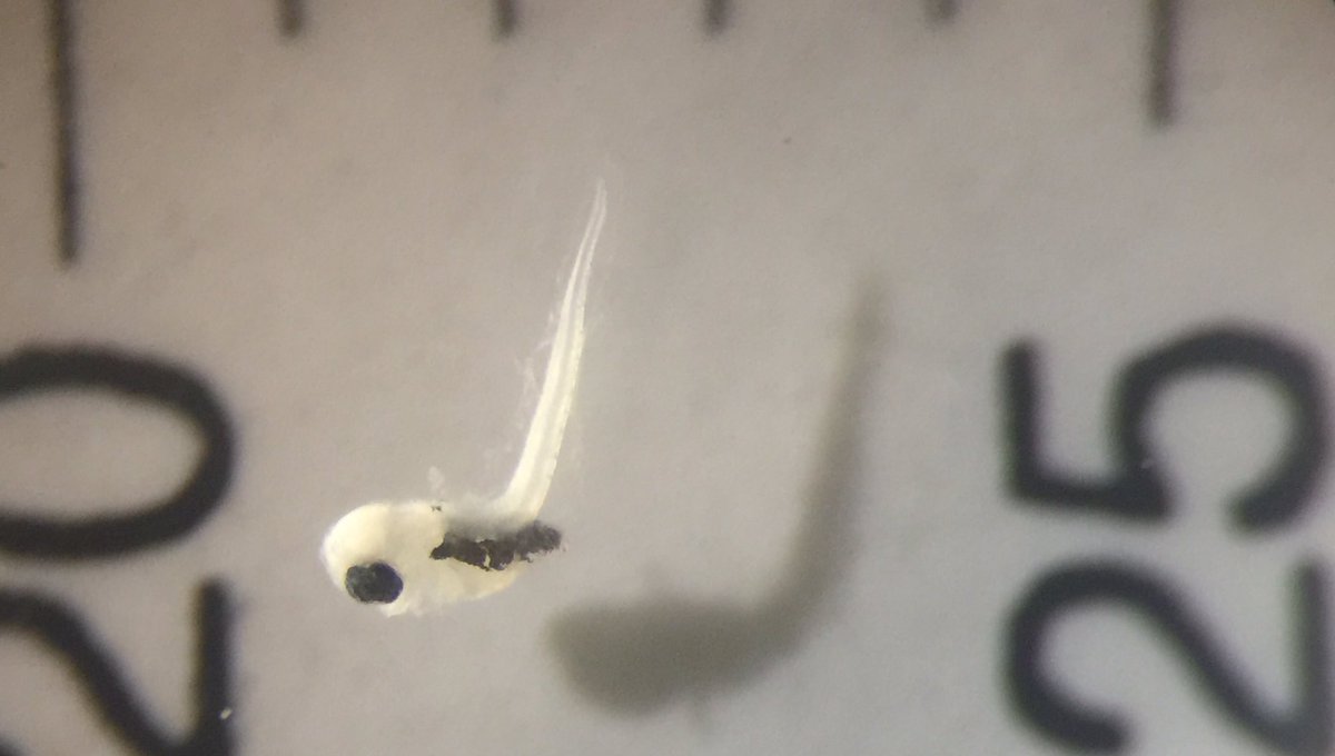 AndrewHarmer2's tweet photo. The #Artedius #sculpin complex is difficult to get to species in many instances. #Cottidae problems. https://t.co/vGWxsAxToa