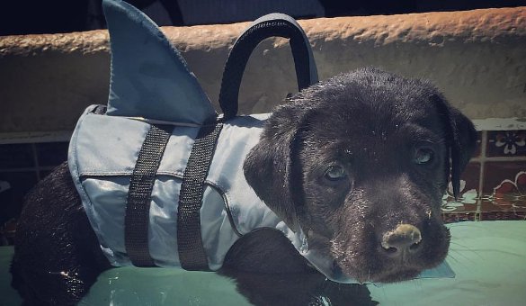 Margaritaville's tweet image. Just when you thought it was safe to go back in the water... PAWS!!

More adorable animals: bit.ly/2917eNq