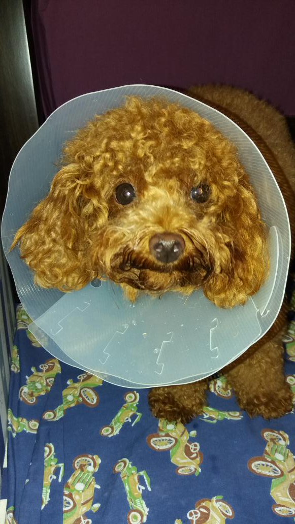 CenItsMe's tweet image. CalleSiete PushPaMore  Done #Ligation  😷😷😷  my little Doggy Kimpay 🐶🐶🐶