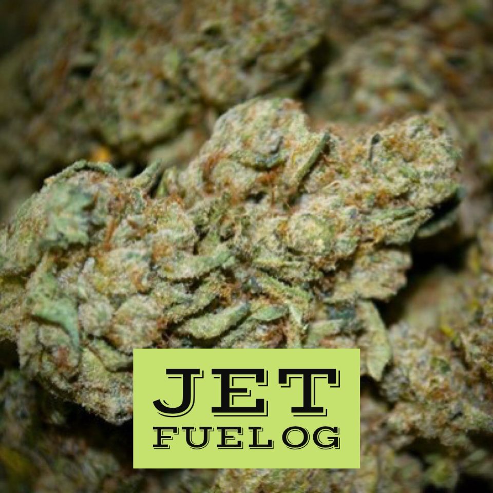 GoldenNugget___'s tweet photo. Jet Fuel OG is a topshelf indica strain tested over 26% THC at SC Labs!! #jetfuelog #jetfuel #indica #og #strain https://t.co/wK4ATF2ToF