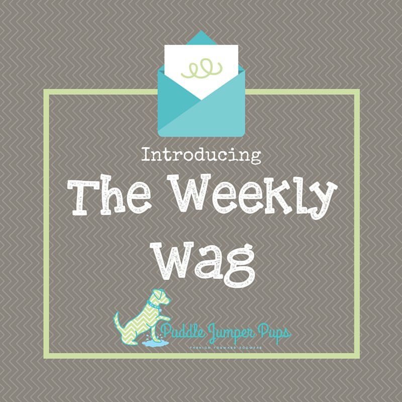 puddlejumperpup's tweet photo. 💻 Introducing the #PJP #WeeklyWag blog! See #Facebook for more details! #DogBlogs #DogsOfTwitter #PuddleJumperPups https://t.co/vqqZe8EuB8