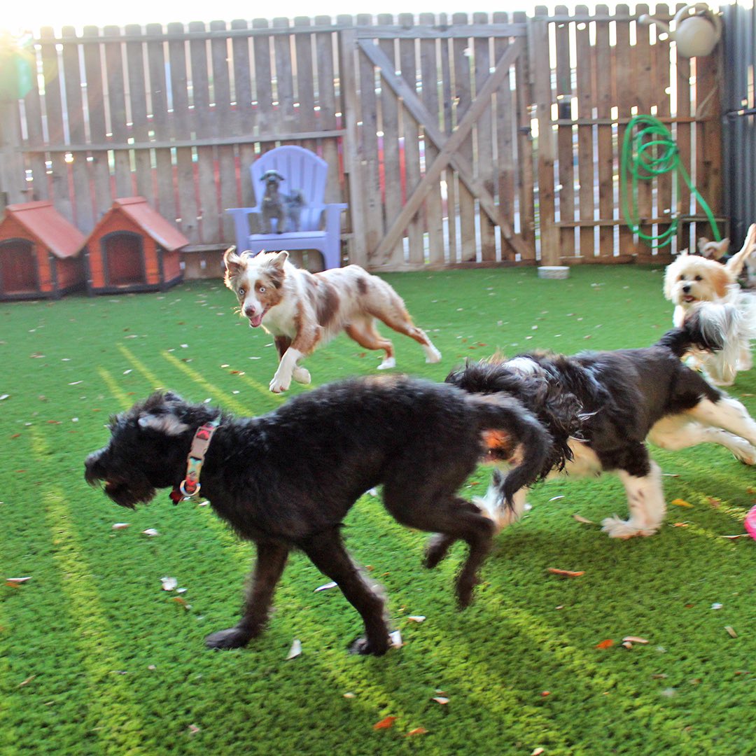 bldhtx's tweet photo. Run, Chase, Play! That's what dogs do! 100% #CageFree #DoggyDayCare 🙌🏼🐶 located in #MontroseHouston #MidtownHouston https://t.co/iEMUQLYxK0