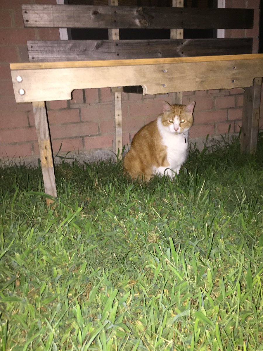 Leofatrio's tweet photo. Humans....the 💥💣☄are not supposed to start until the 4th!  Dumb humans don't know how to wait. https://t.co/MMcPqT6ijY