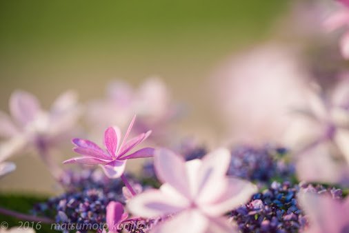 kojirou7717's tweet photo. 額アジサイ

額アジサイの額をメインに(´▽｀)

#flowerphotography #macrophotography #ajisai201...
[ #PluCial https://t.co/O58k7NJajX ] https://t.co/6gAsWG7FIM