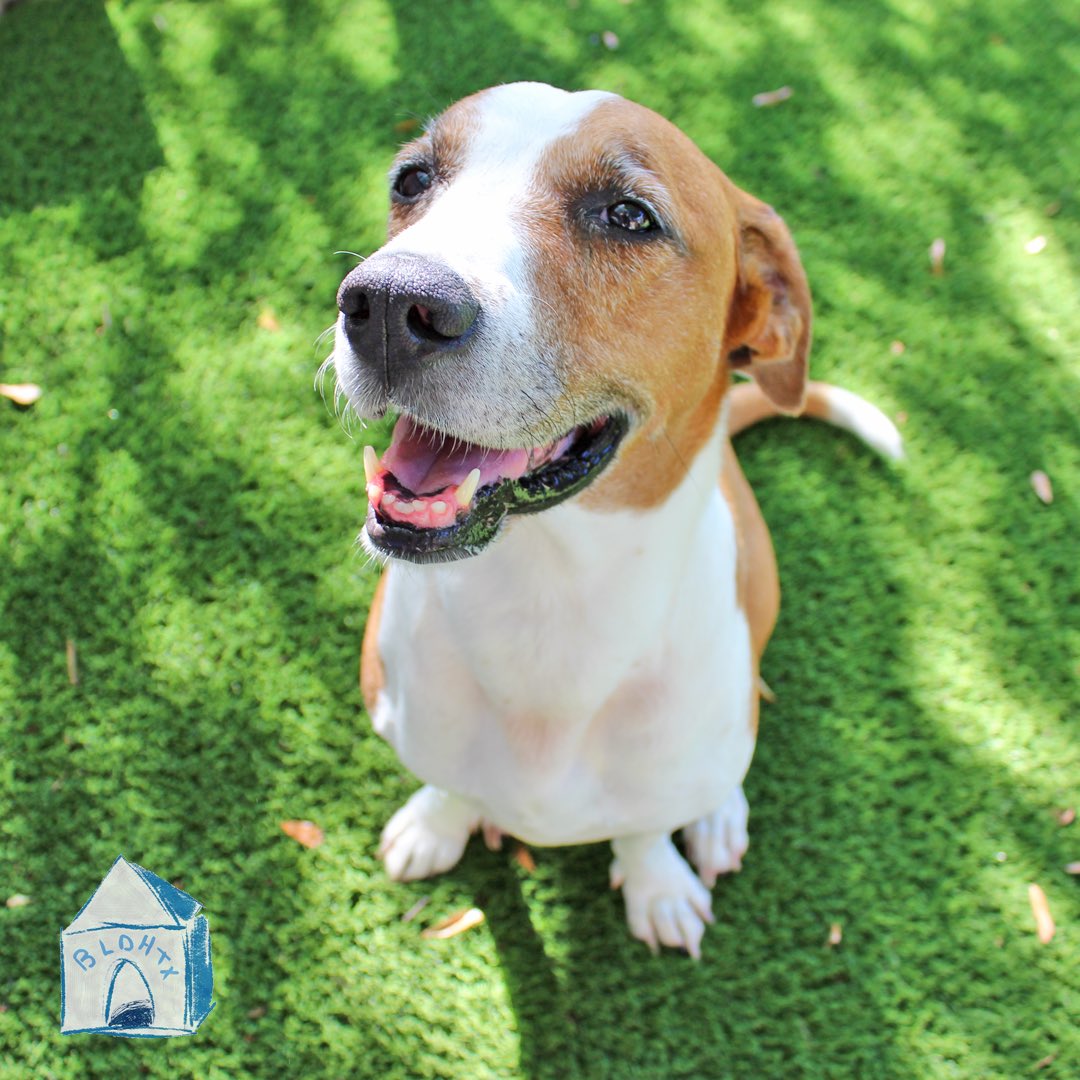bldhtx's tweet photo. EZRA! 100% #CageFree #DoggyDayCare 🙌🏼🐶 located in #MontroseHouston #MidtownHouston https://t.co/5AC7xinm3z