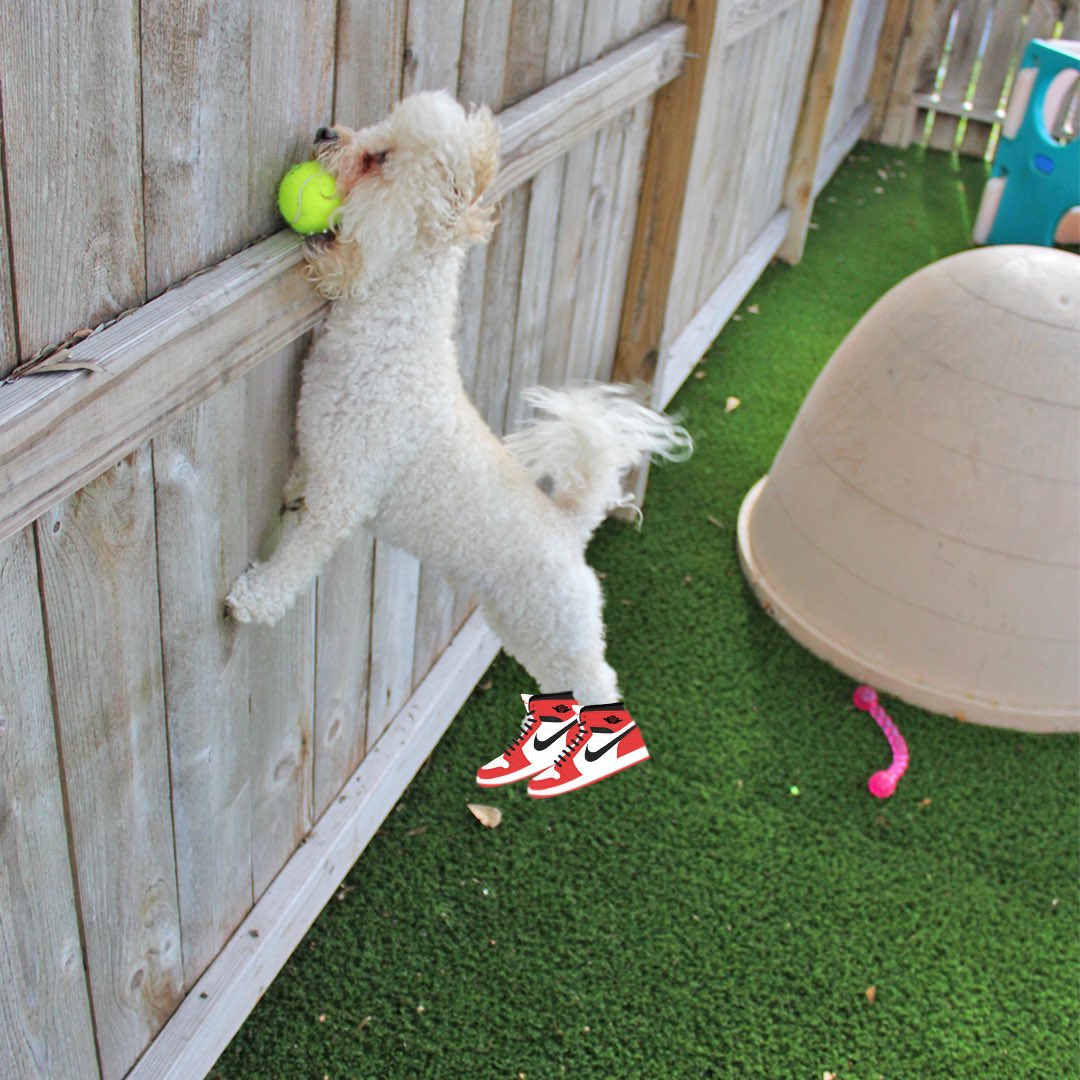 bldhtx's tweet photo. #HisAirness! 100% #CageFree #DoggyDayCare 🙌🏼🐶 located in #MontroseHouston #MidtownHouston https://t.co/l1Mhoj7L38