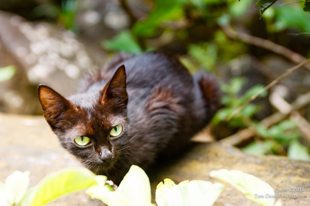 iTomDean's tweet photo. #Hawaii, #kauai #ferrelcat #luckywelivehawaii https://t.co/vFB1ZBtPyS