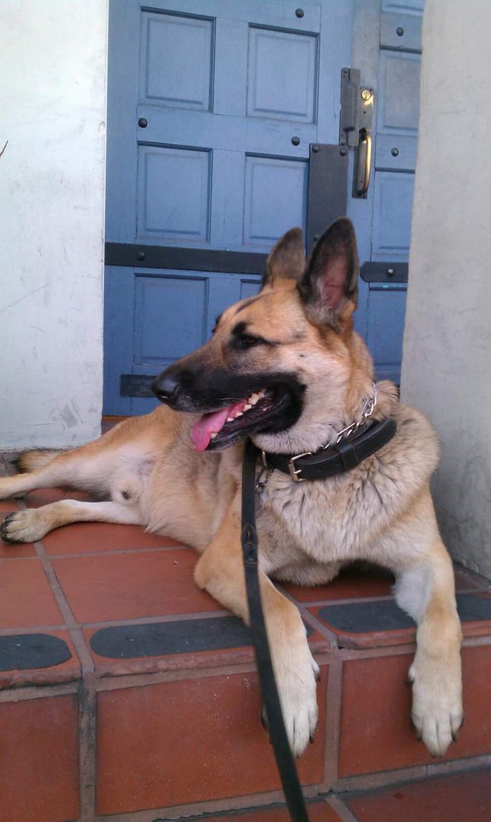 GaryACarlo's tweet photo. @terryschappert @AllAboutBean @BJLaflin a rare photo of #GSD_Sig when he was known as rapper #StoopDog https://t.co/FzcFEL44SG