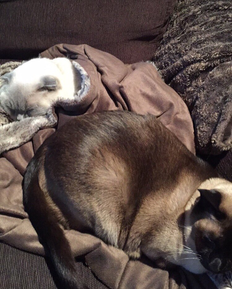 Murphy_yolo's tweet photo. Hi Everyone! Soz for the lack of posts! Here's a pic of me and Maisy! #cat #scottishfold #cats #kitten https://t.co/Q8t6owFJzx