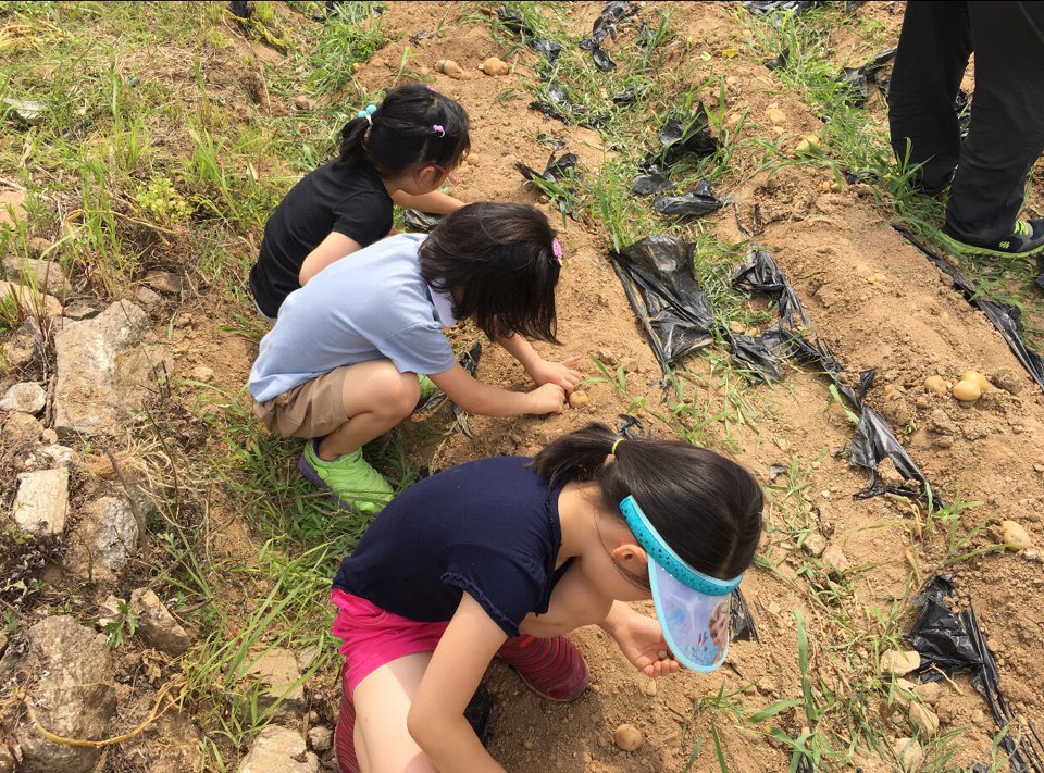 #성남시국공립판교어린이집# 판교동주민센터에서 이웃과 함께하는 '사랑의 나눔 감자심기' 에 참여하여 봄에 심었던 감자를 캐고 왔어요. 오늘 저녁 메뉴는 감자반찬입니다^^