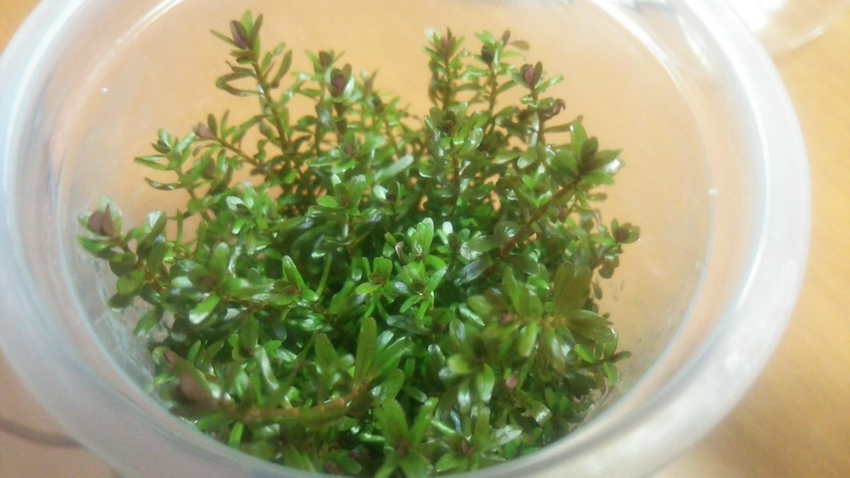 キボーデコ Ar Twitter ずっと気になってたロタラsp Hra入手しました Adaのbio栽培のやつ 植えるまでの処理がメチャ簡単でした よーし 殖やすぞー キボーデコ Ar Twitter ずっと気になってたロタラsp Hra入手しました Adaのbio栽培のやつ 植えるまでの処理がメチャ簡単でした よーし 殖やすぞー