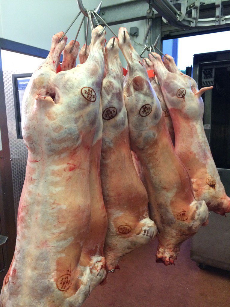 Some belting texel lambs selected this morning. <a href="/HartsheadMeats/">Hartshead Meats Ltd</a>