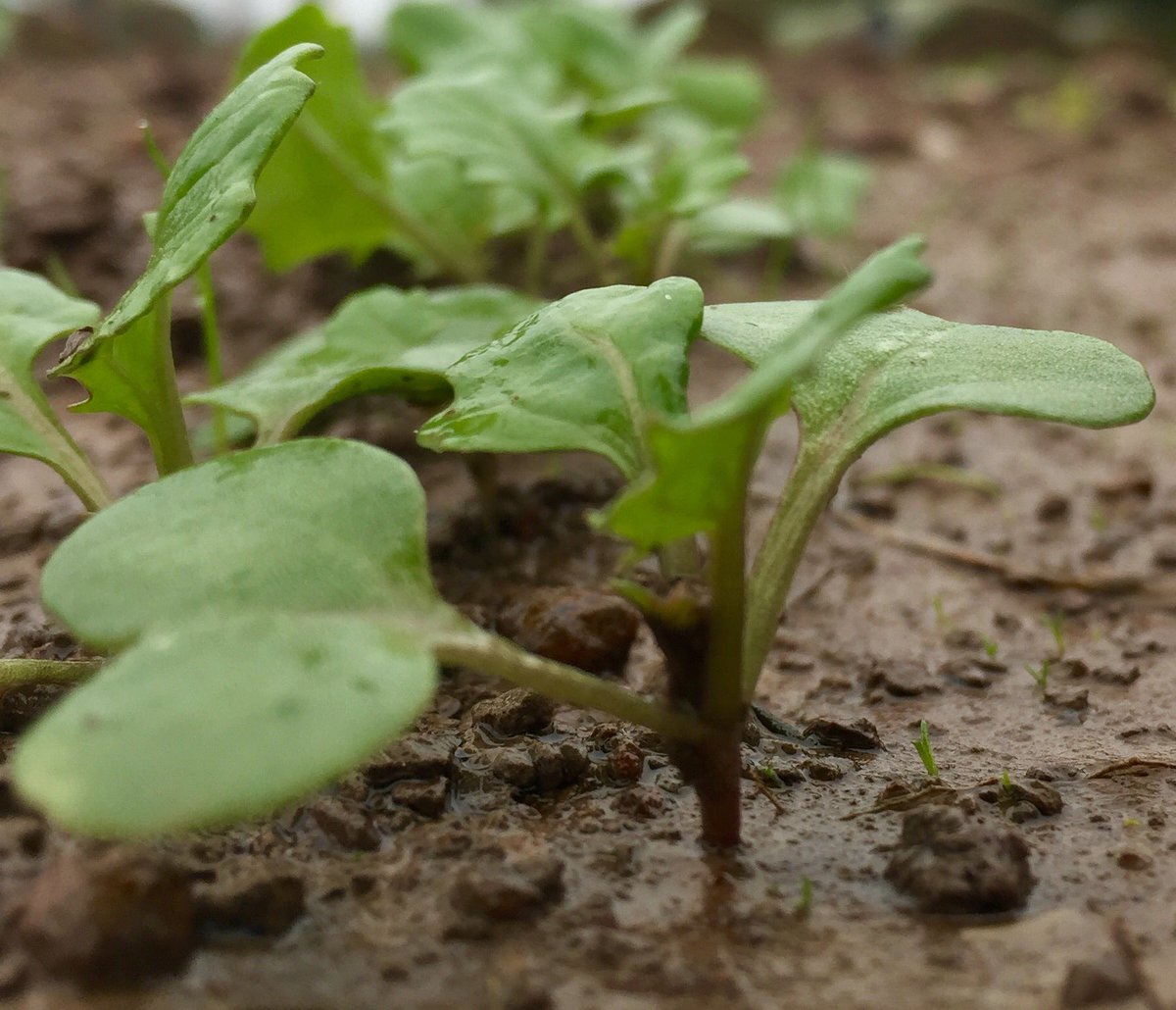 MSMMilling's tweet image. #paddockpride Our canola sown in crates for this year's Aust National Field Days - looking healthy after recent rain