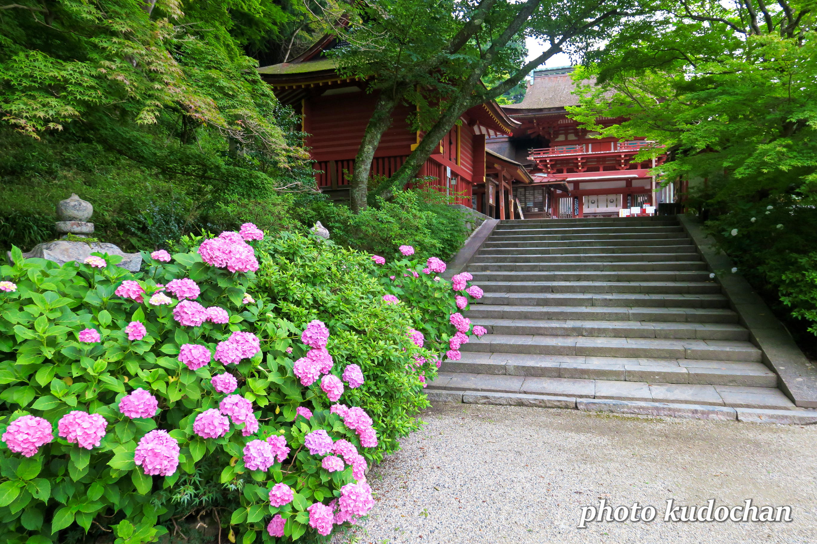 Kudochan V Twitter 奈良 談山神社の紫陽花 紅葉が素晴らしく綺麗な神社ですが 今は紫陽花に青もみじが綺麗です 談山神社 アジサイ T Co 7kdvt7b5z4 Twitter