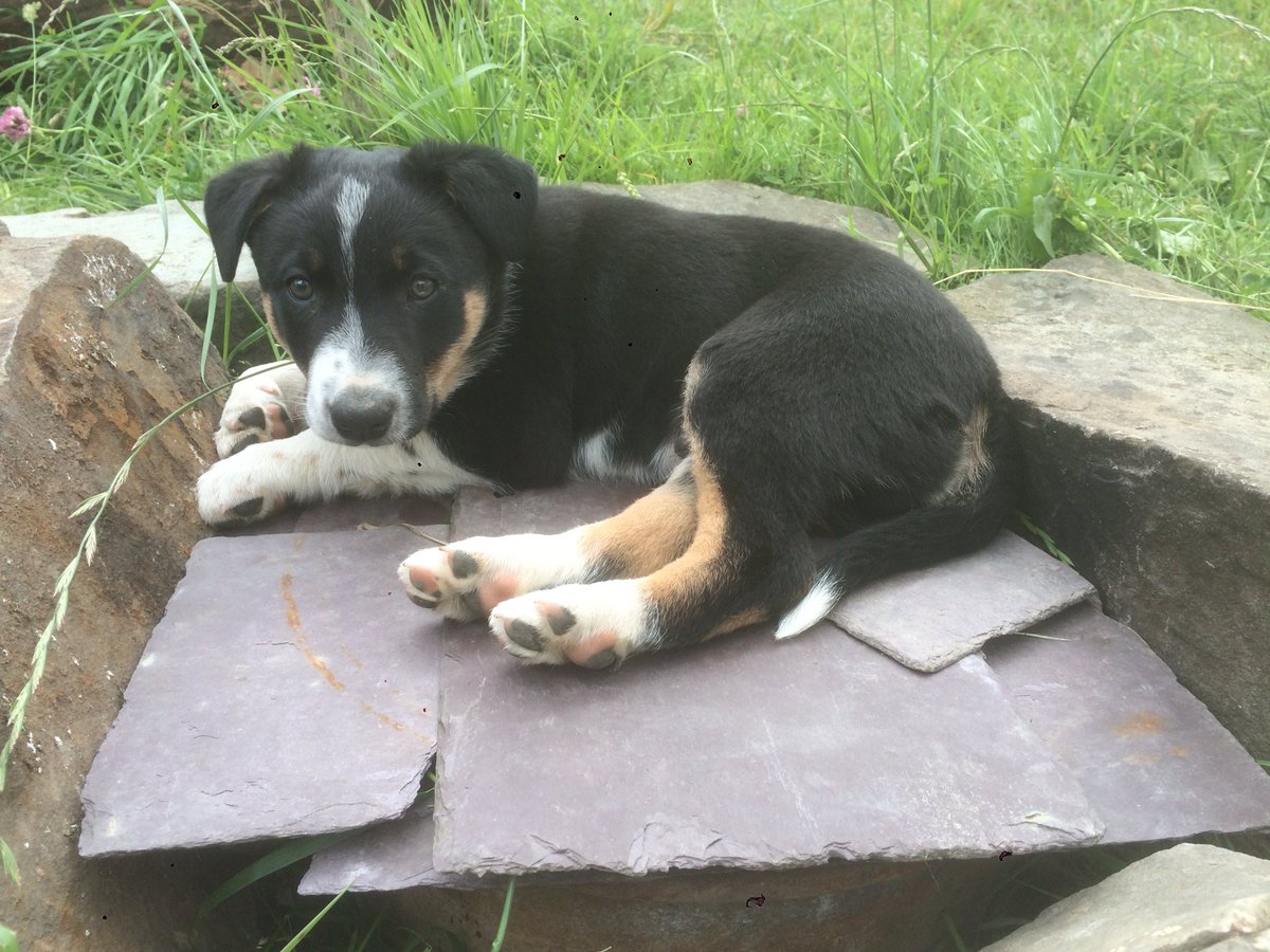 Jack Lydiate tweet media