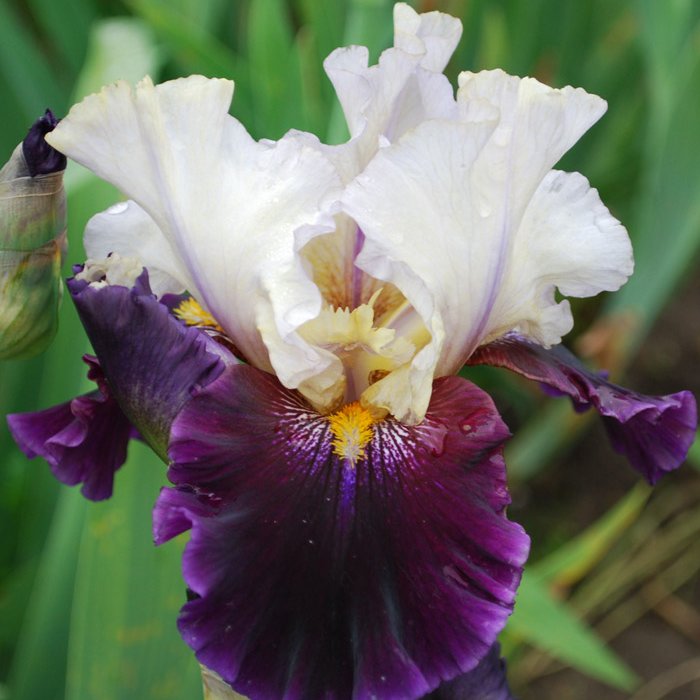 Sākas īrisu pasūtījumu sagatavošana. Šogad agrāk kā citus gadus. Izvēles iespējas. darzalaiks.lv/index.php/kate…