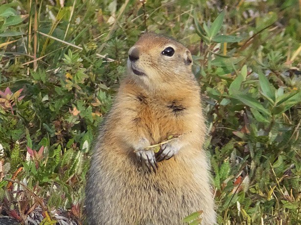 TheAtlantic's tweet image. The squirrel-hunting accident that brought down a police chief theatln.tc/291VB9E