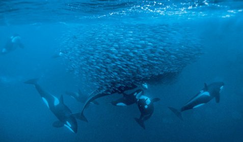 "Orca menunjukkan kecerdasannya dengan bekerja sama memburu mangsa." Oleh Virginia Morell - ngi.cc/f81