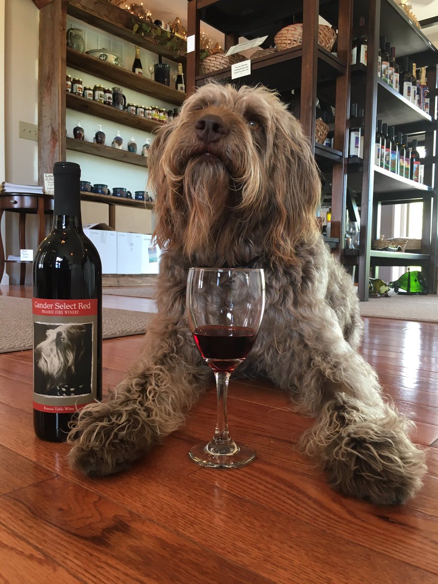 veterantraveler's tweet image. Hmmm. A slight hint of oak and a little fur.  With his own wine at Prairie Fire Winery in KS. Night T'ville