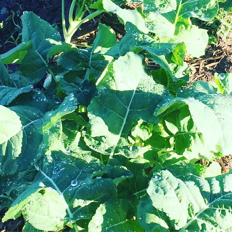 herbgully's tweet photo. Winter broccoli crop ... lots of leaves now we just need some vegetables!! #growyourownfoo… https://t.co/SrYesjUYHM https://t.co/Swt3Bug1xg