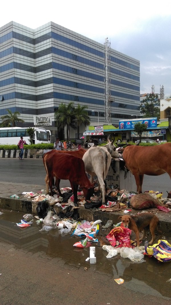 YPFI_APJ's tweet photo. @MoHFW_INDIA  where is @swachhbharat https://t.co/U5PsAn8QDr