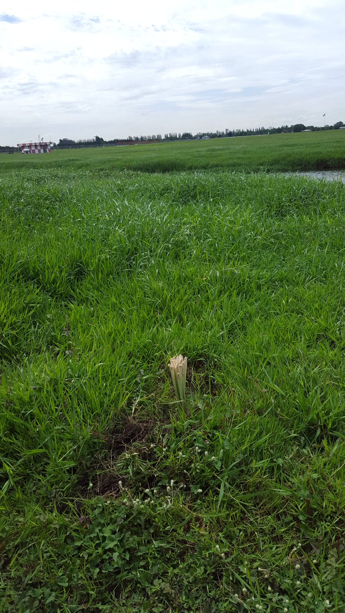 Wiphusa's tweet image. ใครเป็นคนปักตะไคร้วันนี้ของงานซ้อมแผนฉุกเฉินที่ดอนเมืองไม่ทราบนะคะ แต่แน่มาก!! ฝนไม่ลงสักเม็ด!! 555+