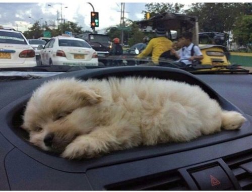 TheLazyDog_'s tweet image. Pup holder mk2 #DogLife