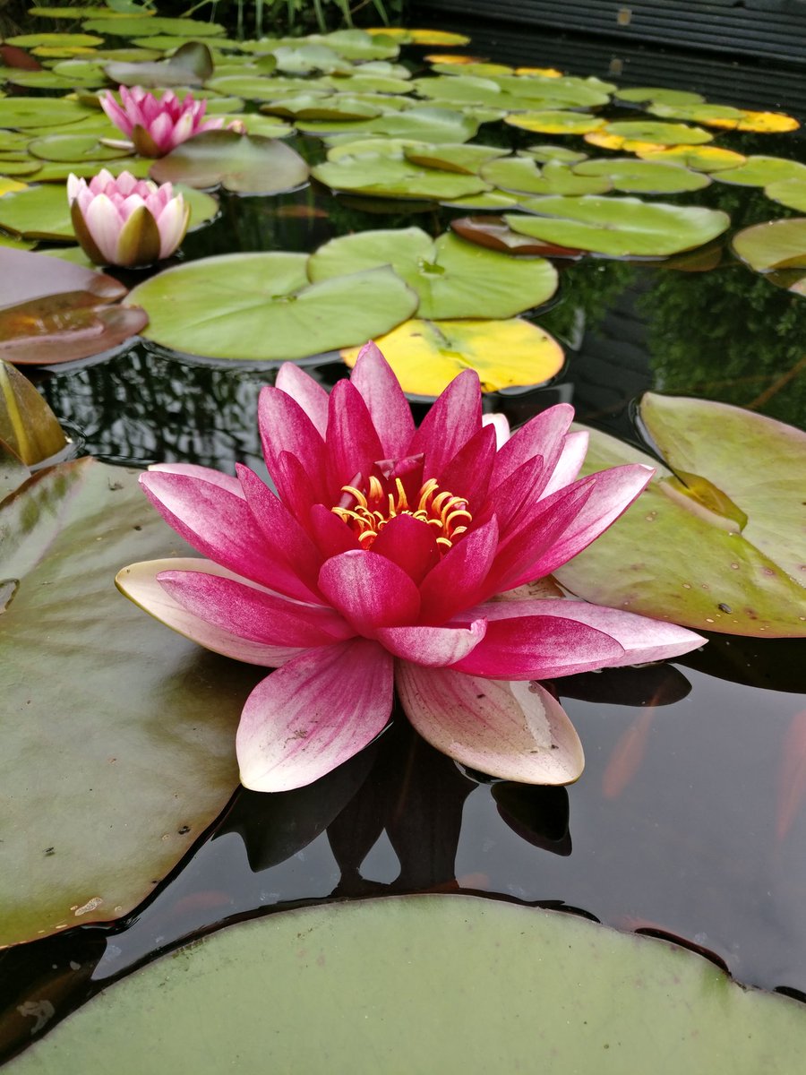 Gielk's tweet image. wat vinden jullie van deze foto's #onsplus3 #oneplusthree