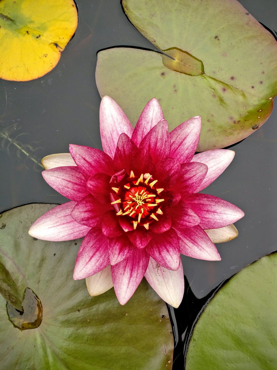 Gielk's tweet image. wat vinden jullie van deze foto's #onsplus3 #oneplusthree