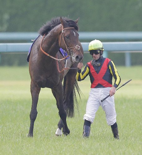 Hochi_Yamatake's tweet photo. ２冠馬ドゥラメンテ、電撃引退サンデーレーシングＨＰで発表 https://t.co/qwROHebX23 #競馬 #keiba https://t.co/YMnAOFhaeM