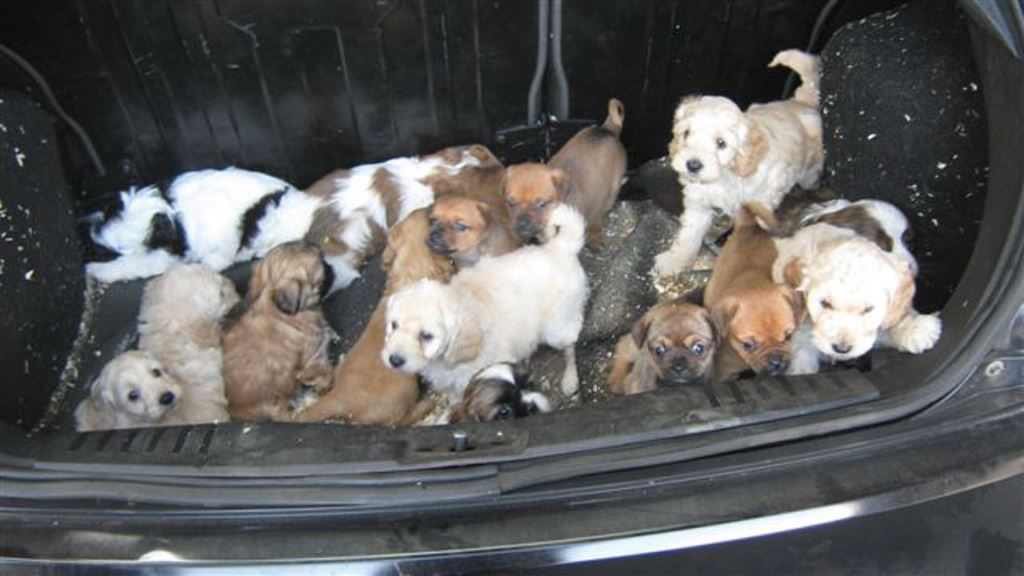 pupaid's tweet photo. '@ISPCA1 calls for crackdown on puppy farmers after 20 puppies seized' More: https://t.co/P1Cx6KU4D5 #wheresmum https://t.co/dHm1FxQEm8