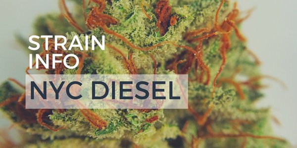 ABG_Marketplace's tweet photo. RT "Do you know why #NewYorkCity Diesel made the "Best Strains for Parties" list? https://t.co/rU8BPfKwsh #NYCDi… https://t.co/aMHbAWpOTR"